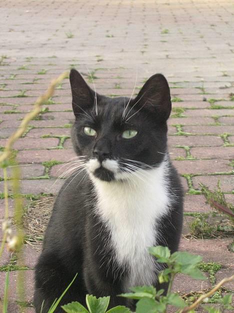 Huskat Bamse  - Min fine mis =)  billede 6