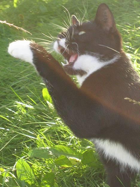 Huskat Bamse  - Kom an ! =D billede 7