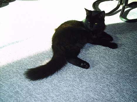 Blanding af racer Mille - Er blevet Mor billede 10