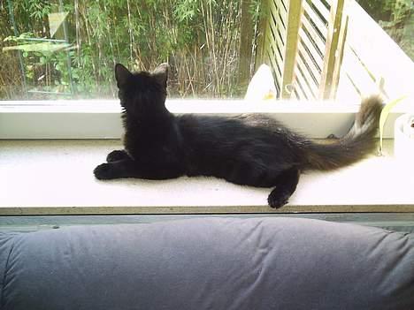 Blanding af racer Mille - Er blevet Mor billede 11