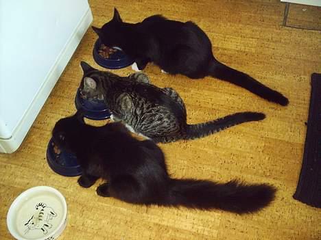 Blanding af racer Mille - Er blevet Mor billede 12