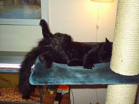 Blanding af racer Mille - Er blevet Mor billede 13