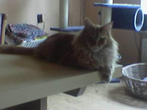 Maine Coon Redneck billede 20