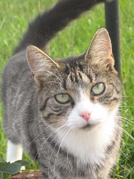 Huskat Ticci  - Fine lille mis billede 1