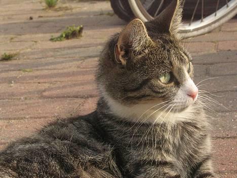 Huskat Ticci  - Hvad var det ? billede 3