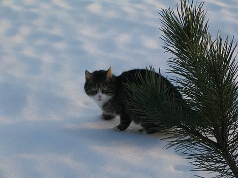 Huskat Ticci  - Smukke ticci i sne =D billede 4