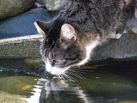 Huskat Ticci  - Ticci drikker af fiskedammen billede 5