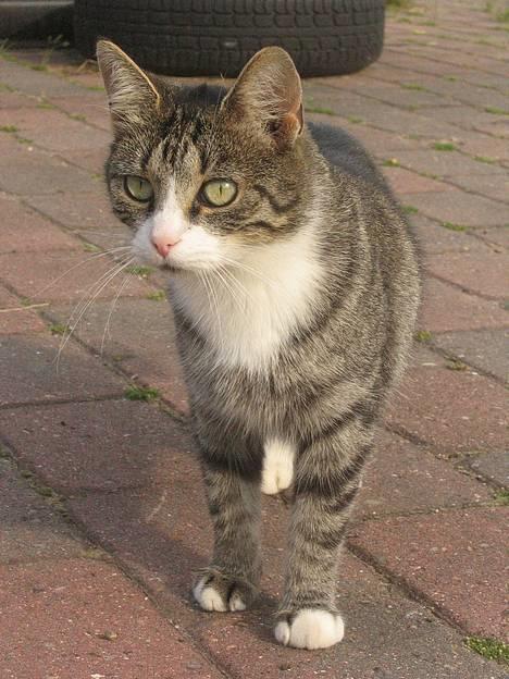 Huskat Ticci  - ticci er klar =D billede 7