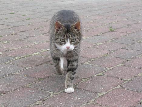 Huskat Ticci  - Ticci in aktion =P billede 8