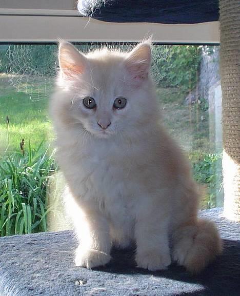 Maine Coon Oliver billede 1