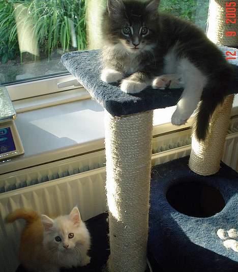 Maine Coon Oliver billede 2