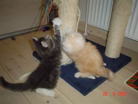 Maine Coon Oliver billede 3