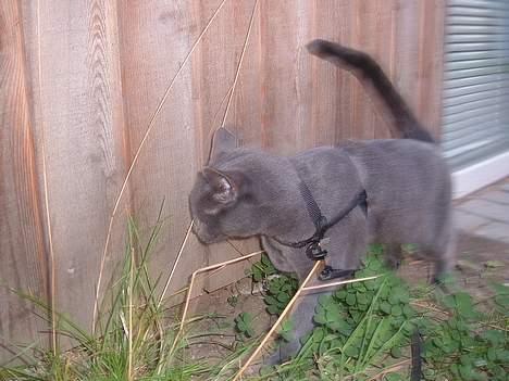 Blanding af racer Bella billede 18