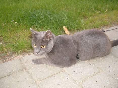 Blanding af racer Bella billede 19