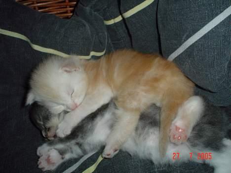 Maine Coon Oliver billede 4