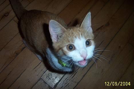 Blanding af racer Simba billede 1