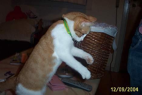 Blanding af racer Simba billede 2