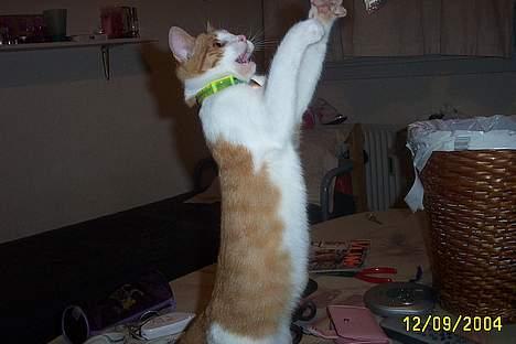 Blanding af racer Simba billede 3