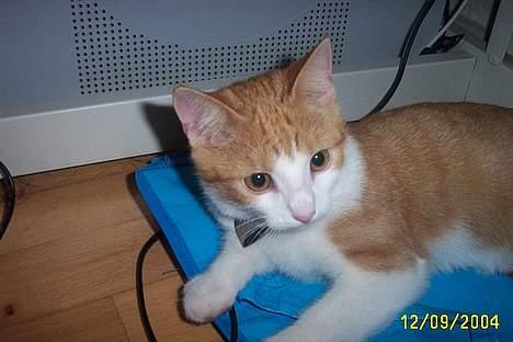 Blanding af racer Simba billede 4