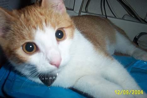 Blanding af racer Simba billede 5