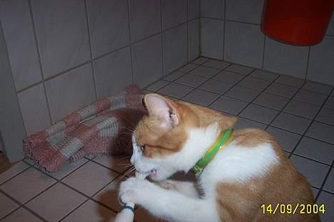 Blanding af racer Simba billede 6