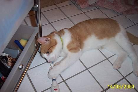 Blanding af racer Simba billede 7