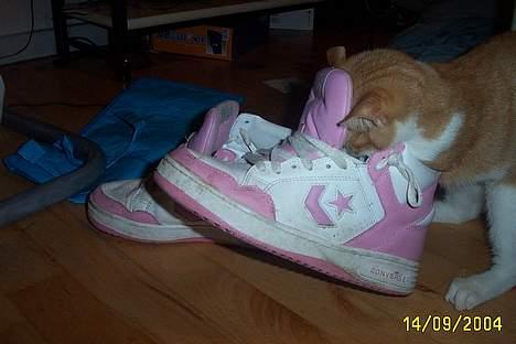 Blanding af racer Simba billede 8