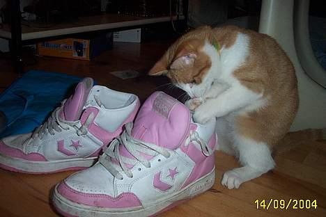 Blanding af racer Simba billede 9