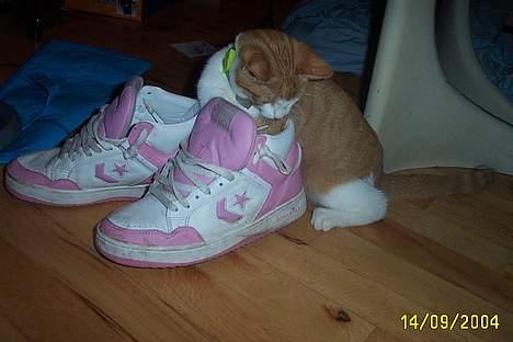 Blanding af racer Simba billede 10