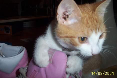 Blanding af racer Simba billede 11