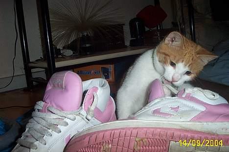 Blanding af racer Simba billede 12