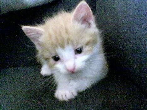 Blanding af racer Simba - Den grimme lille killing han nu engang var :p billede 13