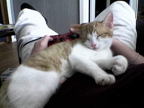 Blanding af racer Simba billede 14