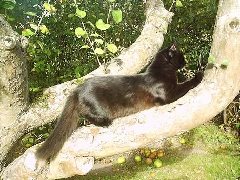 Blanding af racer Mille - Er blevet Mor billede 14