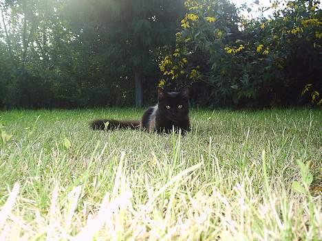 Blanding af racer Mille - Er blevet Mor billede 15