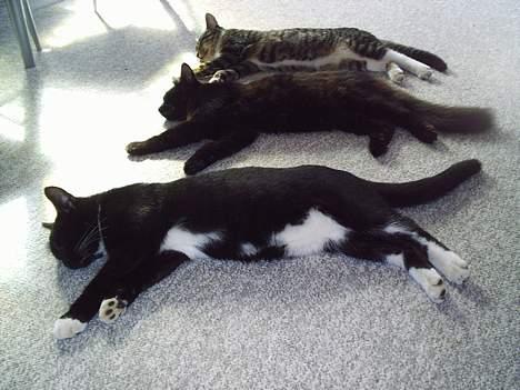 Blanding af racer Mille - Er blevet Mor billede 16