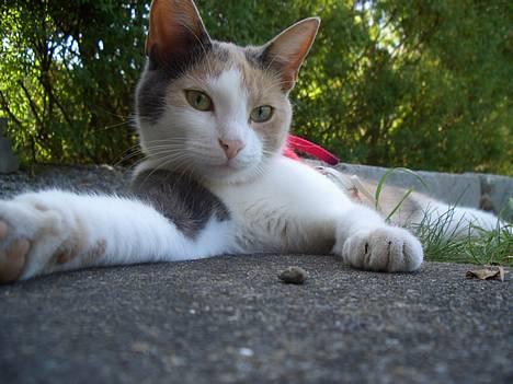 Blanding af racer † Madonna - DØD †   - 03/08: Afslapning i haven billede 1