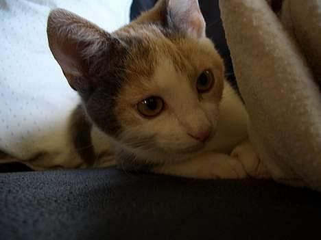 Blanding af racer † Madonna - DØD †   - Øhh.. Er jeg på? billede 2