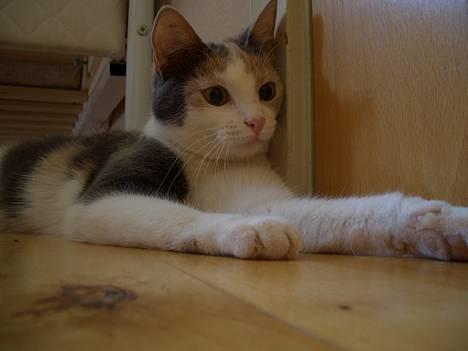 Blanding af racer † Madonna - DØD †   - 20/4: Wow jeg er lækker. Ligner jo sfinksen billede 3