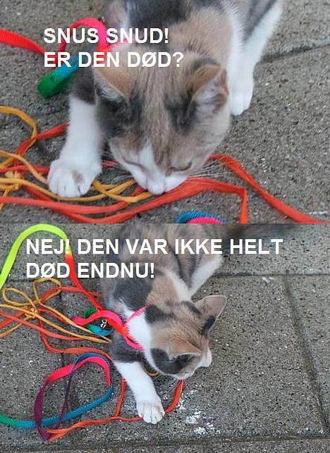 Blanding af racer † Madonna - DØD †   - 2 billeder. Nogle af de første af hende. billede 4