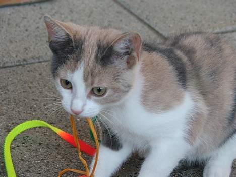 Blanding af racer † Madonna - DØD †   - NU er den død!... Og nu vil jeg spise den! billede 5