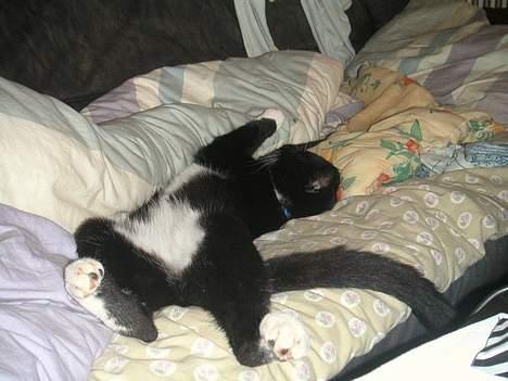 Huskat Mischka billede 6