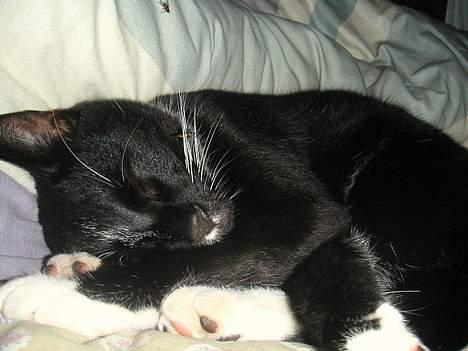 Huskat Mischka billede 7