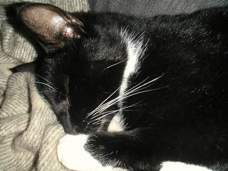 Huskat Mischka billede 8