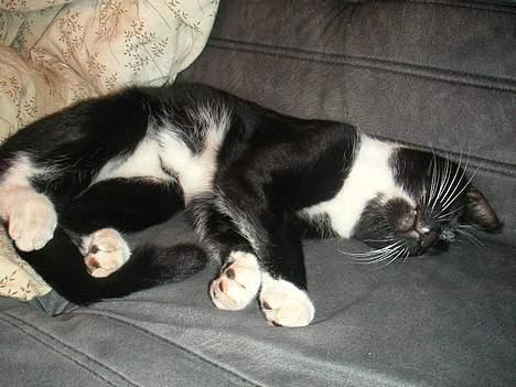 Huskat Mischka billede 9