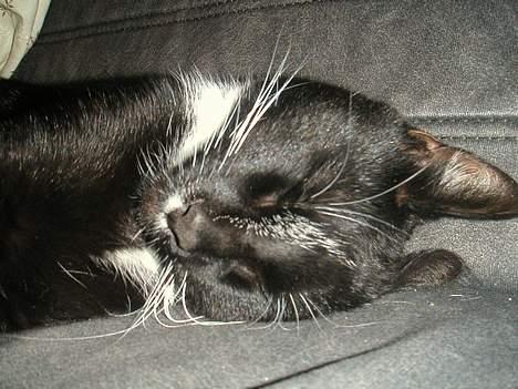 Huskat Mischka billede 10