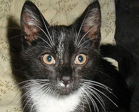 Huskat Mischka - Her var jeg så ikke ret gammel.. billede 11