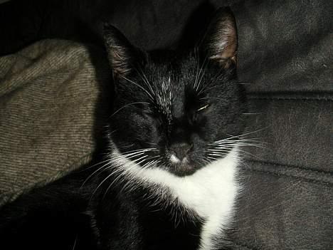 Huskat Mischka billede 13