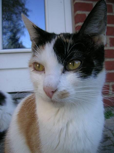 Huskat Carlos i; billede 8