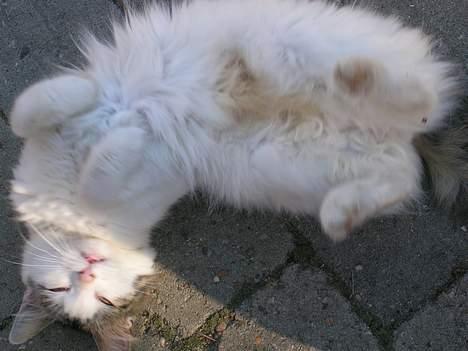 Blanding af racer Svupper i; -SOLGT - nyder det gode vejr. billede 11